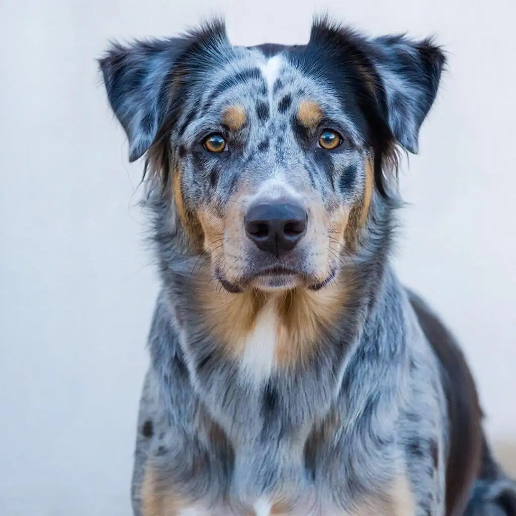 Австралийская пастушья собака